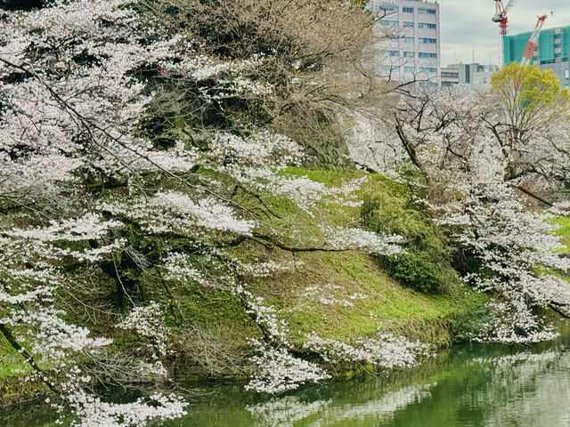 🌸 千島淵公園 - 桜の絶景が広がる春の楽園*🌸