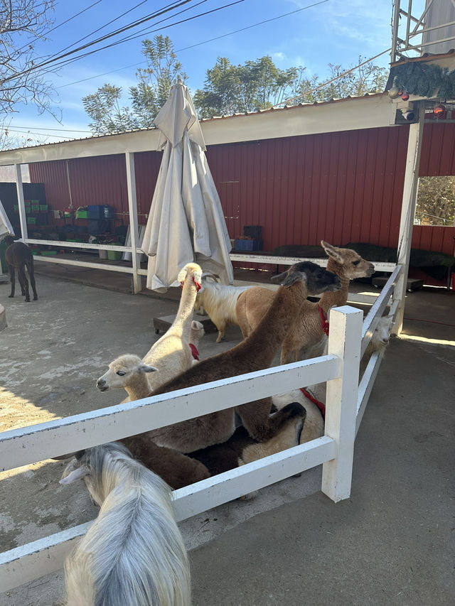 Must-Try Activities: A day at Puppy Farm