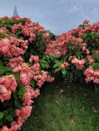 【深圳】流花山公園：粉紙花扇花海，美麗不熱