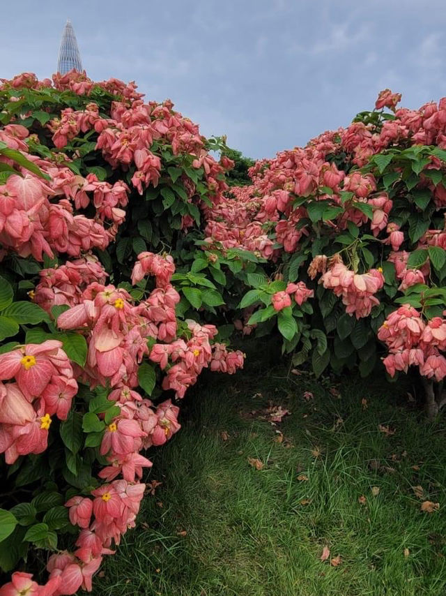 【深圳】流花山公園：粉紙花扇花海，美麗不熱