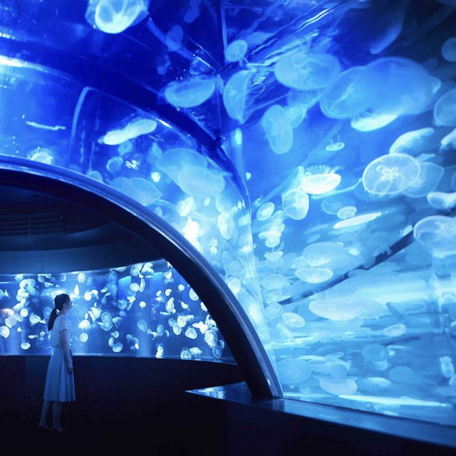 京都水族館がリニューアルしてクラゲ好きにはたまらないスポットに！！