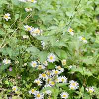 "Buffalo’s Hidden Gem: Serenity at the Japanese Garden"