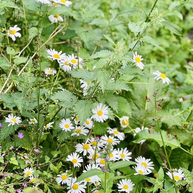 "Buffalo’s Hidden Gem: Serenity at the Japanese Garden"