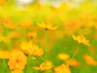 ทุ่งดอกไม้ เขาจีนแล Flower House ลพบุรี 