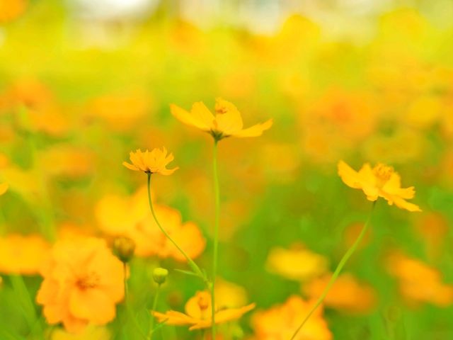 ทุ่งดอกไม้ เขาจีนแล Flower House ลพบุรี 
