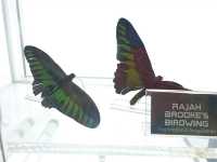 Discover the Diversity of Aquaria KLCC