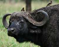 5 Day Tanzania Wildlife Safari Explore Serengeti, Ngorongoro Crater Lake Manyara and Tarangire