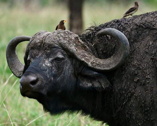 5 Day Tanzania Wildlife Safari Explore Serengeti, Ngorongoro Crater Lake Manyara and Tarangire