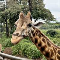 Hand-Feeding Giants: A Day at Nairobi’s Giraffe Centre