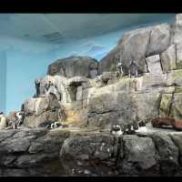 Monterey bay aquarium 