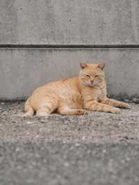 🇯🇵 福岡 超多貓貓的相島🐈 到底怎樣去日本最受歡迎的貓島之一？