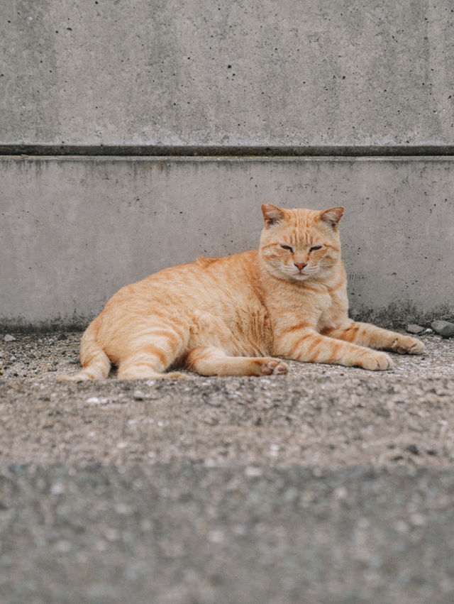 🇯🇵 福岡 超多貓貓的相島🐈 到底怎樣去日本最受歡迎的貓島之一？