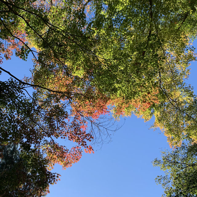 Zen Serenity at Tenryu-ji Temple in Kyoto