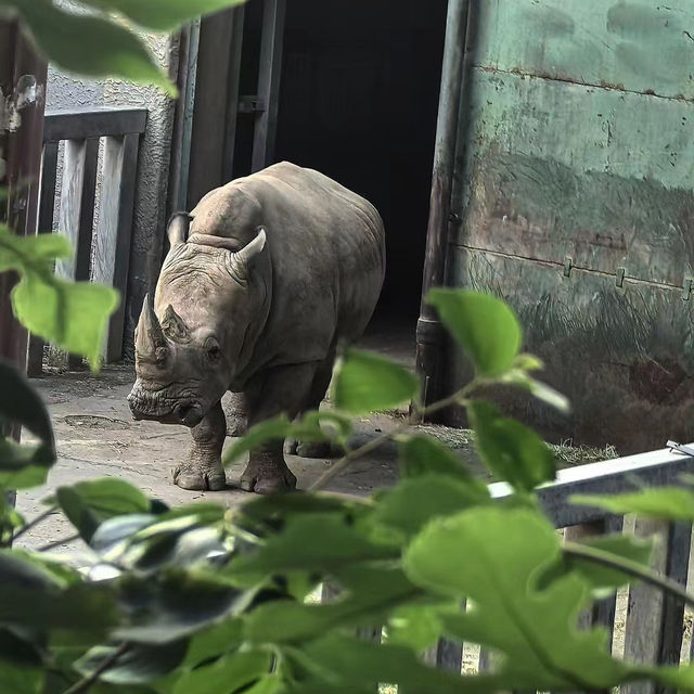Linton Zoo：動物界的搞笑明星大聚會 🦁🎉