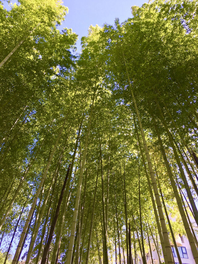 【静岡県】恋愛成就の橋と癒しの竹林
