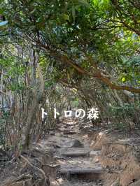【福岡/糸島】トトロの森🌳