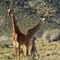 Luxury Safari Stay!! 