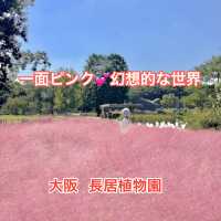 一面ピンク🥰幻想的なピンクの世界💖💖💖