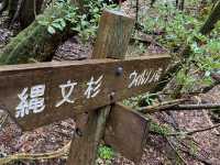 屋久島の縄文杉までの道が幻想的すぎた！