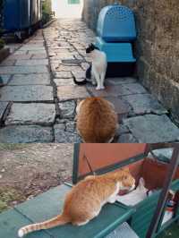 【モンテネグロ🇲🇪】コトルは猫の街🐈🐈‍⬛🐈🐾