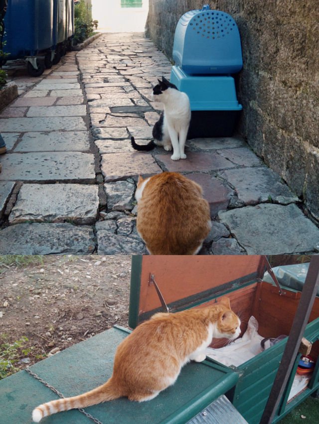 【モンテネグロ🇲🇪】コトルは猫の街🐈🐈‍⬛🐈🐾