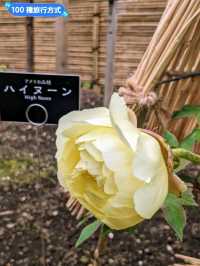 東京賞牡丹花的好去處-上野東照宮牡丹苑