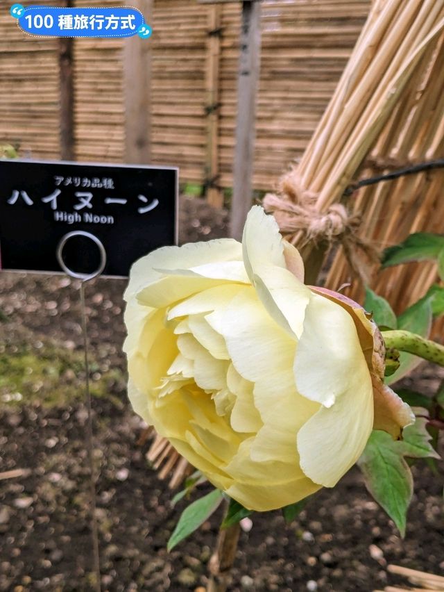 東京賞牡丹花的好去處-上野東照宮牡丹苑