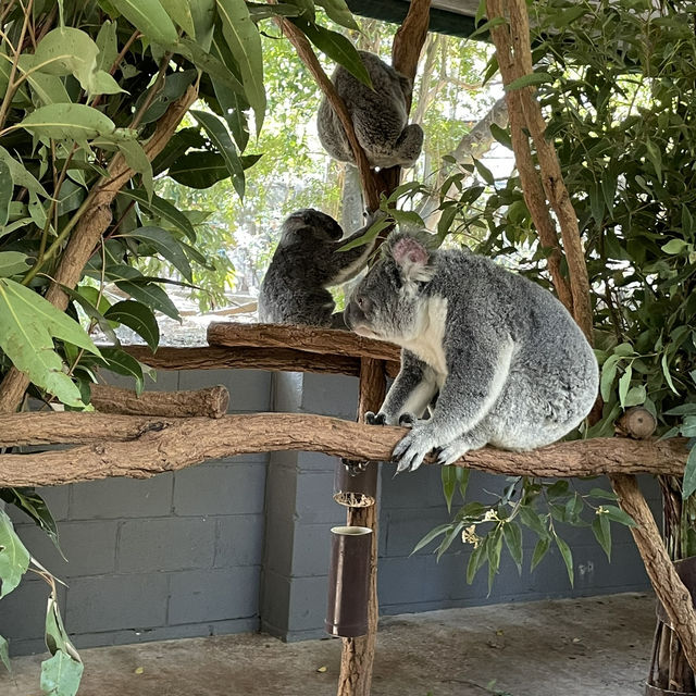 【Brisbane】コアラの楽園　ローンパイン・コアラ・サンクチュアリ