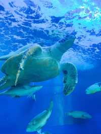【 東京 品川 】本当は秘密にしたい東京の穴場水族館