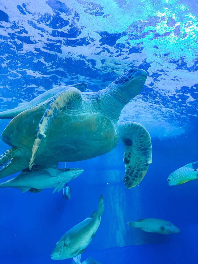 【 東京 品川 】本当は秘密にしたい東京の穴場水族館