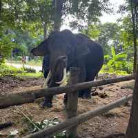 タイゾウ保護センターへ最愛のゾウさん達に会いに行く1