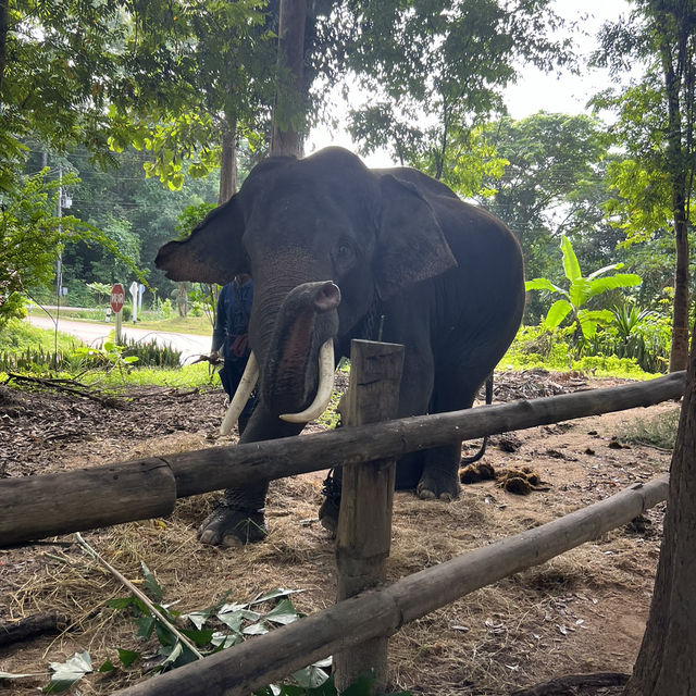 タイゾウ保護センターへ最愛のゾウさん達に会いに行く1
