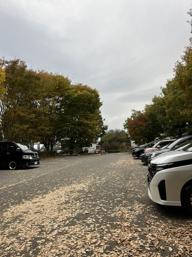 【軽井沢】遊具もターザンロープもある！紅葉が綺麗な緑地公園🍁
