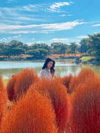 🍂福岡賞花賞銀杏必去的公園！