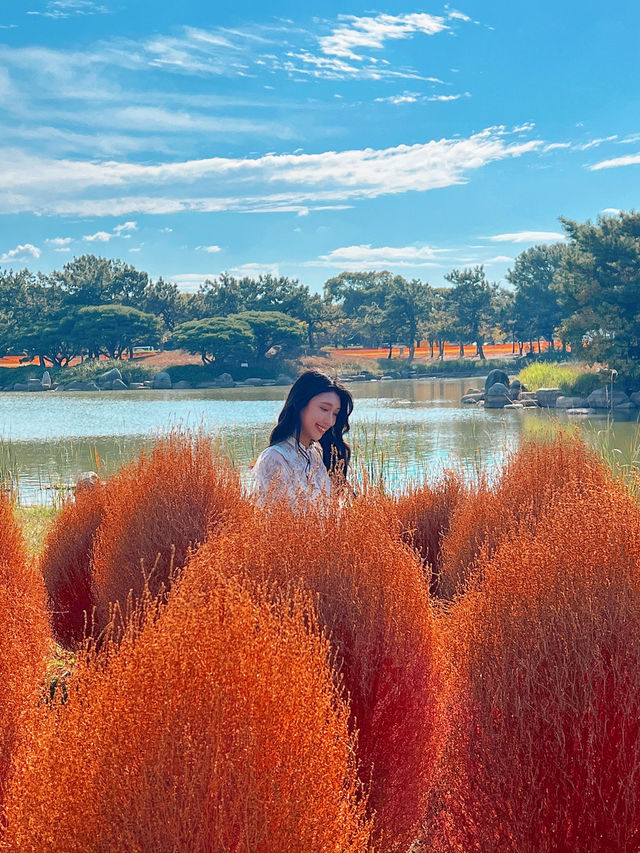 🍂福岡賞花賞銀杏必去的公園！