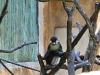 미국 여행 동물을 좋아한다면 San diego zoo❤️