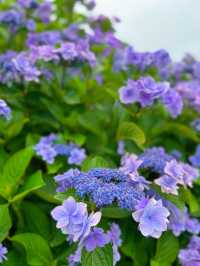 【神奈川】お城と紫陽花の風景