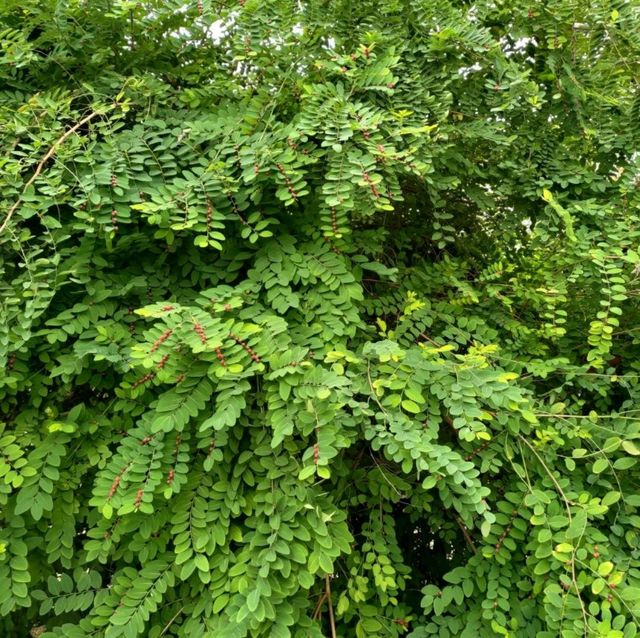 小石川植物園