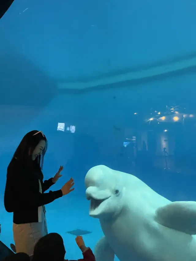 全台最大規模海生館🐬超親人小白鯨萌翻全場💕