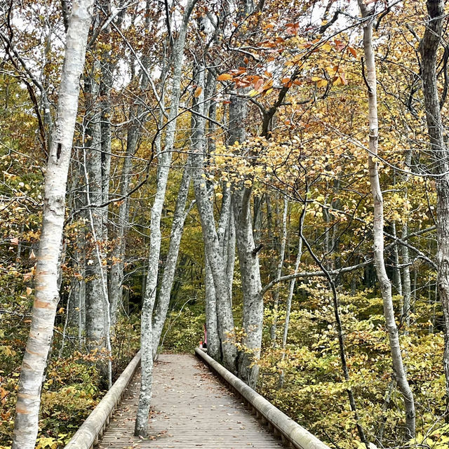 【十和田】必見！感動の紅葉🍁圧倒される絶景✨
