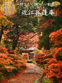 【ここ行って】全国でも珍しいドウダンツヅジの参道✨庭園も美しい超穴場の紅葉スポット🍁