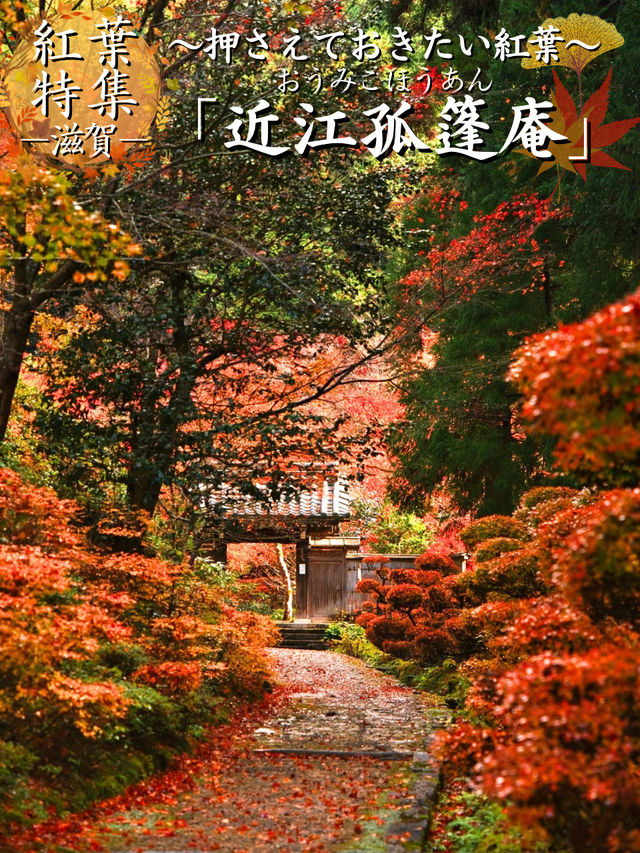 【ここ行って】全国でも珍しいドウダンツヅジの参道✨庭園も美しい超穴場の紅葉スポット🍁