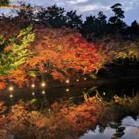弘前城渡船賞夜楓，燈火楓紅醉是浪漫