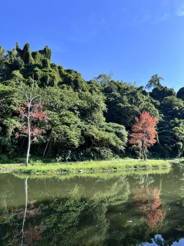 ［桃園旅遊］桃園小秘境-山豬湖生態親水園區🌿🍃🍁🍂