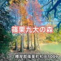 紅葉が見事だった【篠栗九大の森】森林浴で癒されました