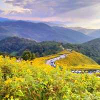 เหลืองอร่ามบานสพรั่ง ทุ่งบัวตองดอยแม่อูคอ