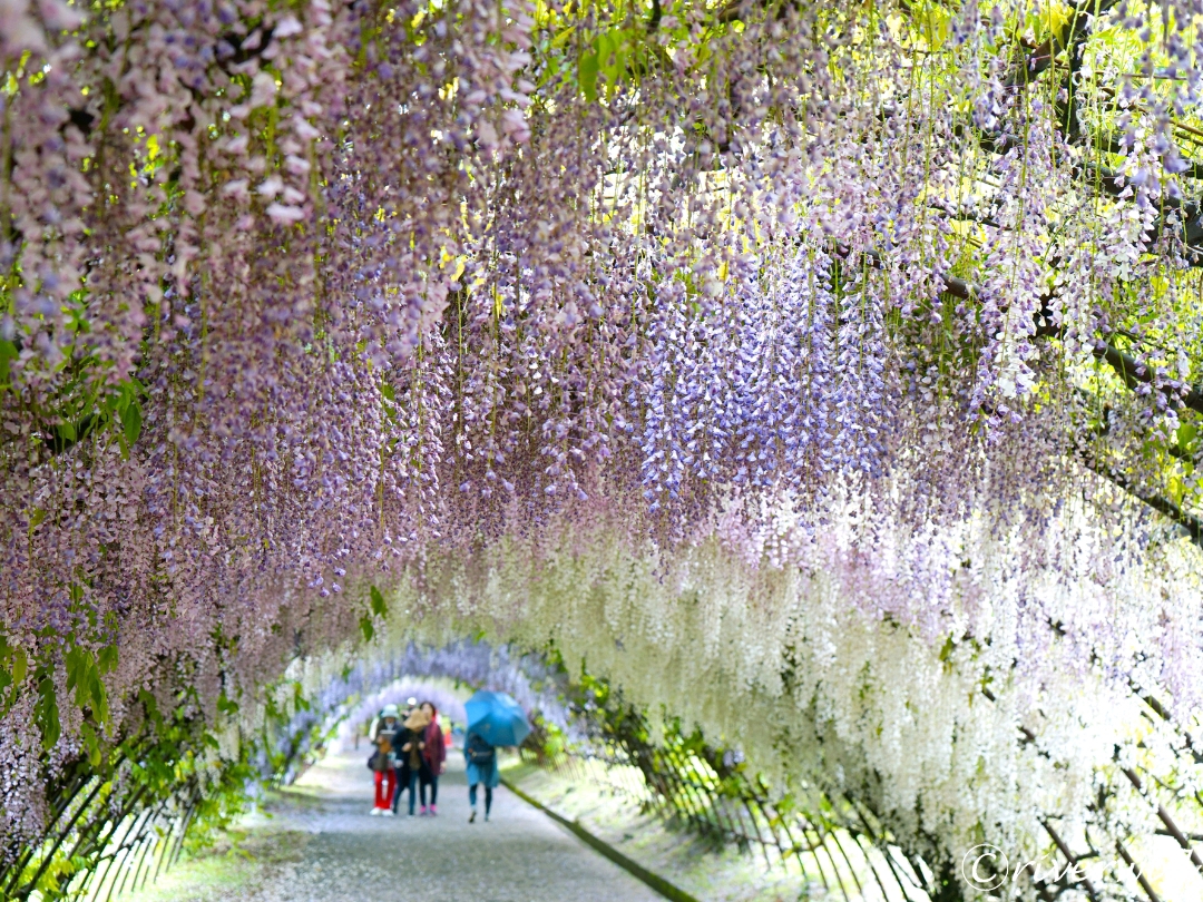 Fukuoka Prefecture] The impressive 110m wisteria trellis tunnel! "Kawachi  Fuji Garden" | Trip.com Kitakyushu City