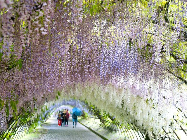 【福岡県】110mの大藤棚のトンネルは圧巻！「河内藤園」