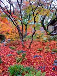 京都紅葉🍁嵯峨野の紅葉の名所🍁宝筐院🥰