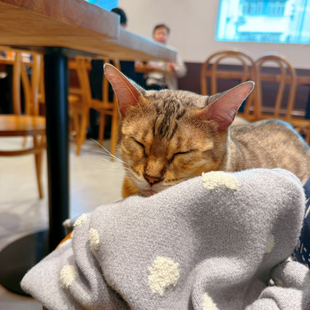聖誕必去貓cafe